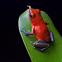 Image showing red poison dart frog