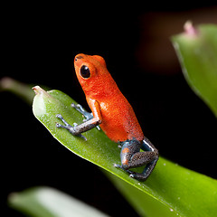 Image showing red poison dart frog