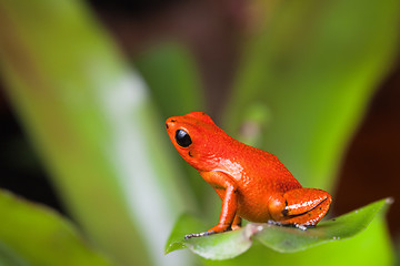 Image showing orange poison dart frog