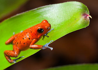 Image showing red poison dart frog