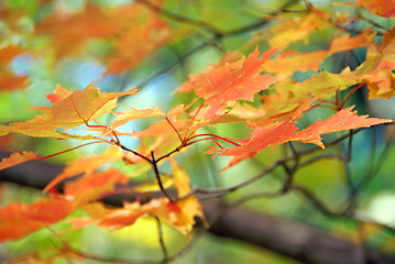 Image showing Fall colored leaves