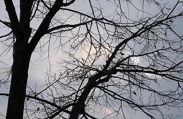 Image showing Tree Silhouette