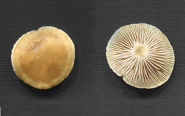 Image showing Mushroom