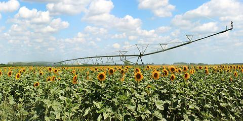 Image showing field of sunflowers