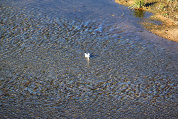 Image showing A bird on the water