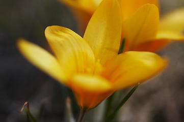 Image showing Yellow crocus