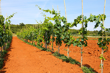 Image showing Vineyard