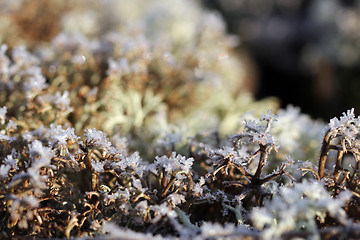 Image showing Ice Crystals on Reindeer Lichen (Cladonia)