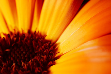 Image showing Flower closeup