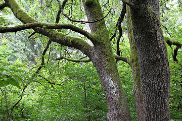 Image showing Bialowieza - ancient woodland