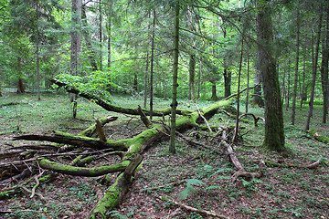 Image showing Bialowieza - primeval forest