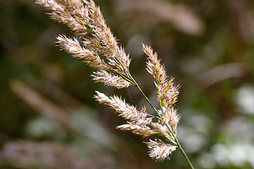 Image showing Reed (Calamagrostis) in sunlight close up