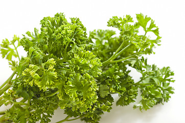 Image showing Coriander Leaves