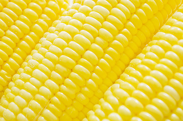 Image showing Corn Cobs