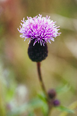 Image showing thistle