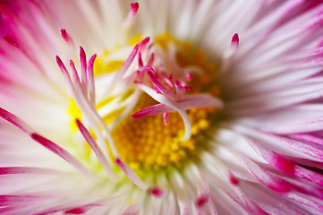 Image showing Flower close-up