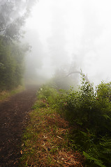 Image showing Foggy path