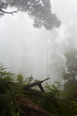 Image showing Rainforest