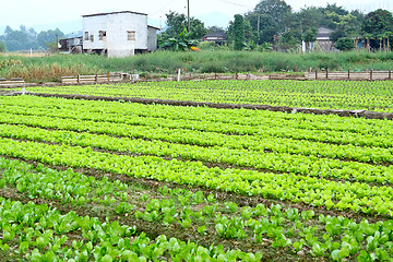 Image showing Rows of plants in a cultivated farmers field 