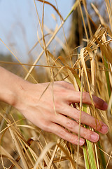 Image showing close up of a man's hand touching the grass, 'feeling nature