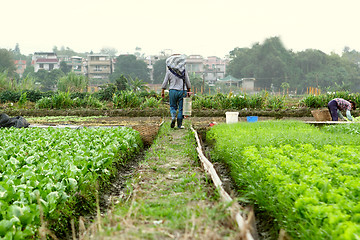 Image showing farmer working in cultivated land