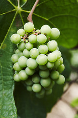 Image showing grape