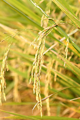 Image showing spike in thai farm rice near sunset