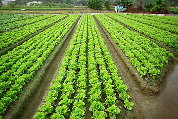 Image showing Cultivated land