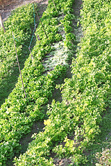 Image showing field of young green corn plants 