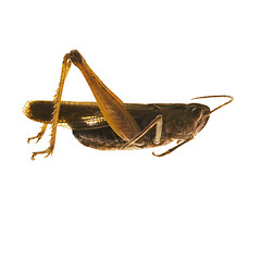 Image showing grasshopper