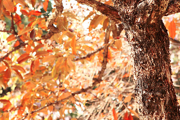Image showing fall leaves tree