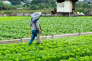 Image showing Cultivated land and farmer spraying 