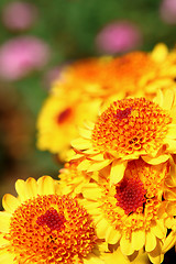 Image showing yellow flower 