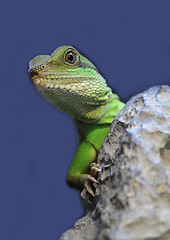 Image showing iguana 