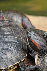 Image showing tortoise sitting on stone 