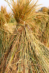 Image showing Harvest rice 