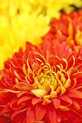 Image showing red flower background