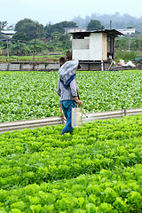 Image showing Cultivated land and farmer spraying 