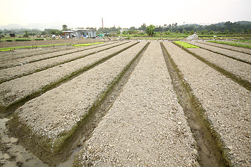 Image showing Cultivated land