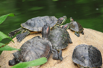 Image showing tortoise sitting on stone 