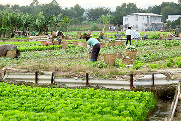 Image showing farmer working in cultivated land