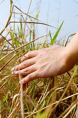 Image showing close up of a man's hand touching the grass, 'feeling nature