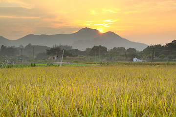 Image showing Golden sunset over farm field 