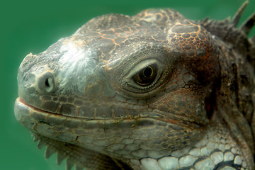 Image showing iguana 