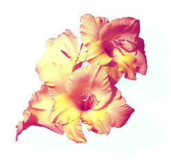 Image showing fabulous gladioli