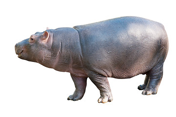 Image showing Baby Hippo