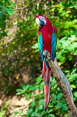 Image showing Red-and-green Macaw