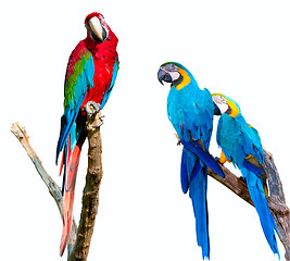 Image showing Parrots on White