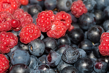 Image showing berries