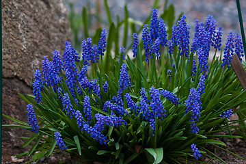 Image showing Grape hyacinths